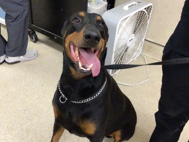 Earl - Doberman Pinscher