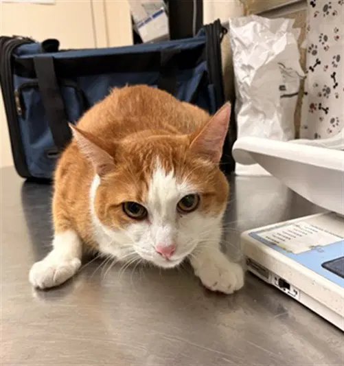 Charlie - Domestic Short Hair