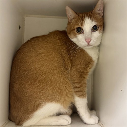 CHARLIE, a cat for adoption from Riverside County Animal Control - Riverside Shelter