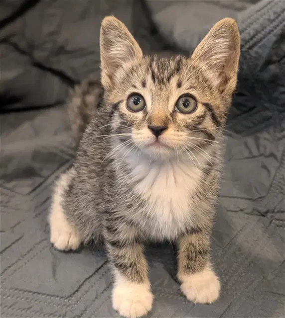 Pixie - Domestic Short Hair