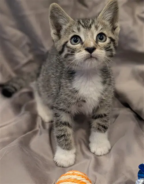 Dalton - Domestic Short Hair