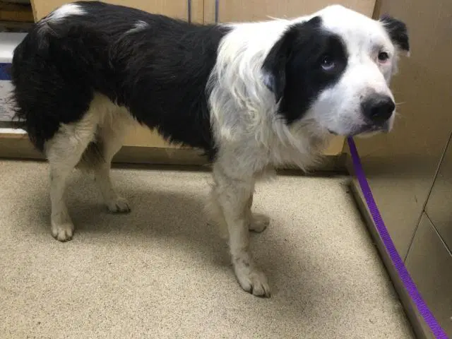 Moo - Australian Shepherd