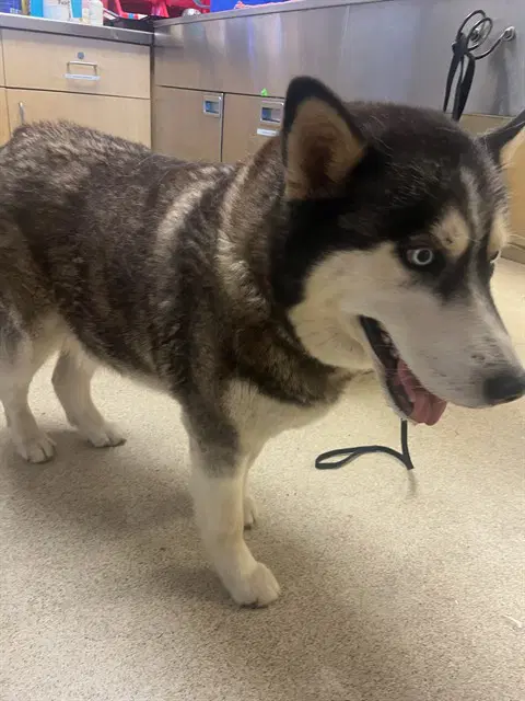 Mila - Siberian Husky