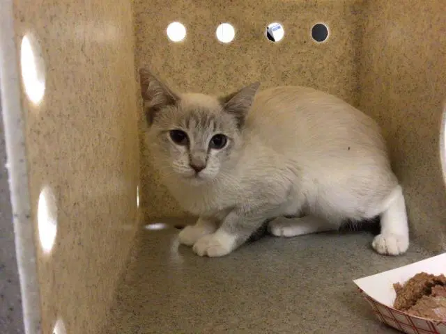 Nala image 1