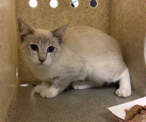 GAMORA, a cat for adoption from Riverside County Animal Control - Riverside Shelter