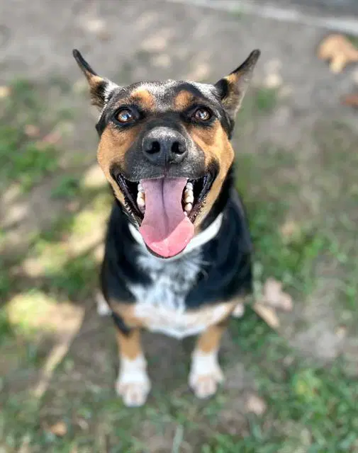 Waxy - Australian Cattle Dog/Blue Heeler