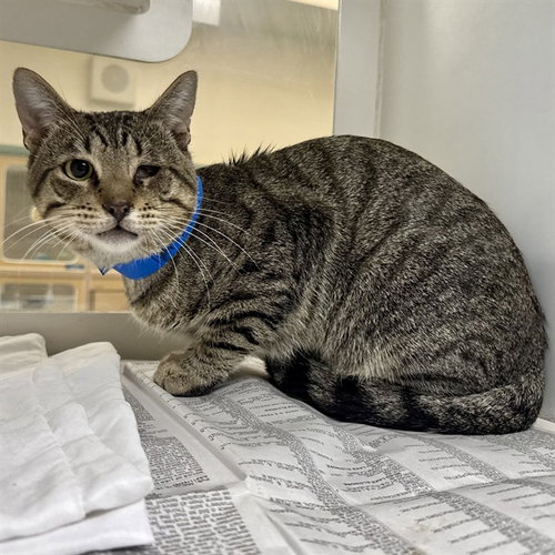 TIE, a cat for adoption from Riverside County Animal Control - Riverside Shelter