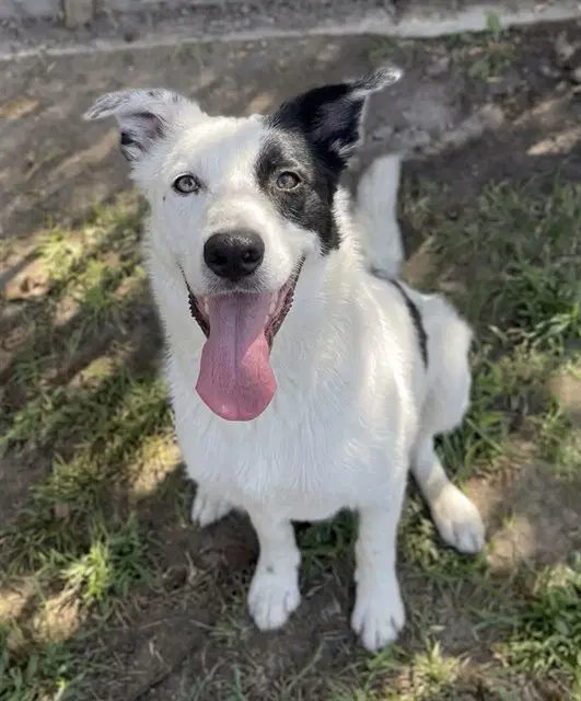 Milk - Border Collie