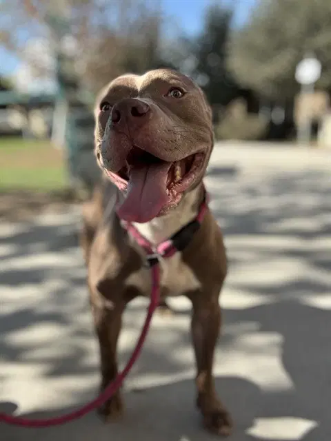 Stone - Pit Bull Terrier