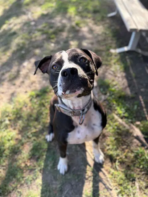 Spot - Pit Bull Terrier