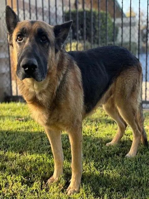 Unknown - German Shepherd Dog