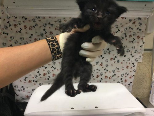DAFFY, a cat for adoption from Riverside County Animal Control - Riverside Shelter