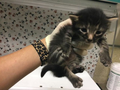 GRETA, a cat for adoption from Riverside County Animal Control - Riverside Shelter