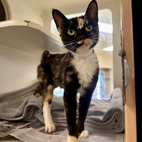 PEACHES, a cat for adoption from Riverside County Animal Control - Riverside Shelter
