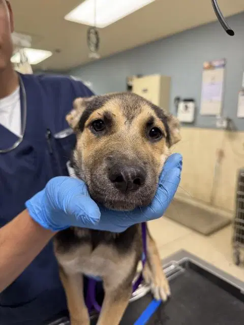 Raven - German Shepherd Dog