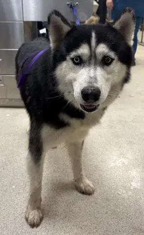 Penguin - Siberian Husky