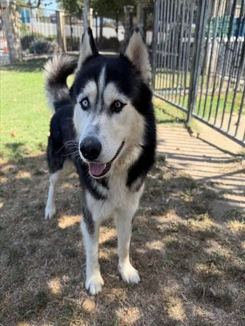 Penguin - Siberian Husky