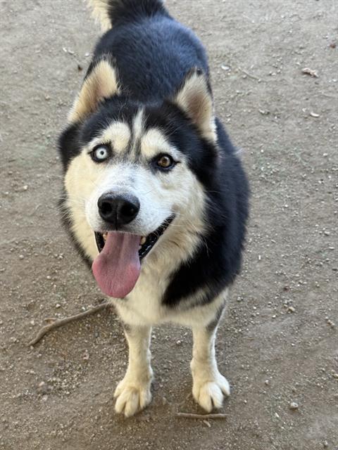 PENGUIN, a dog for adoption from Riverside County Animal Control - Riverside Shelter
