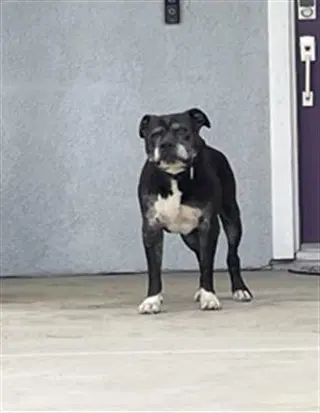 Ravioli - Pit Bull Terrier