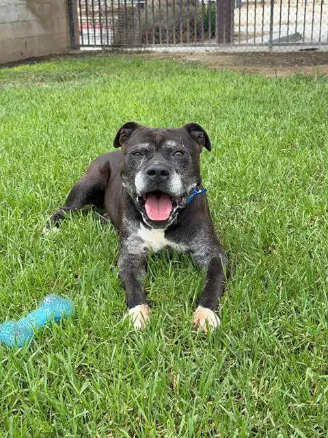 Ravioli - Pit Bull Terrier