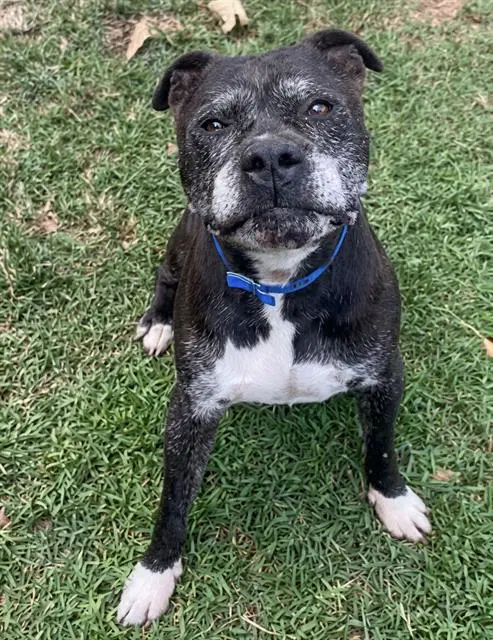 Ravioli - Pit Bull Terrier