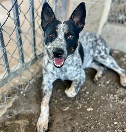 POP, a dog for adoption from Riverside County Animal Control - Riverside Shelter