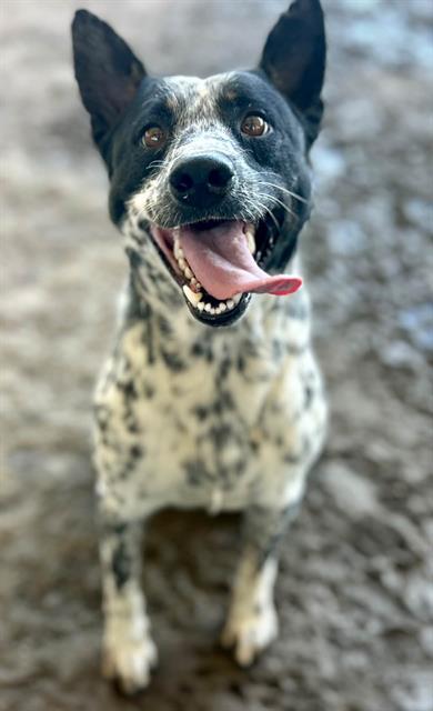 PEPPER, a dog for adoption from Riverside County Animal Control - Riverside Shelter