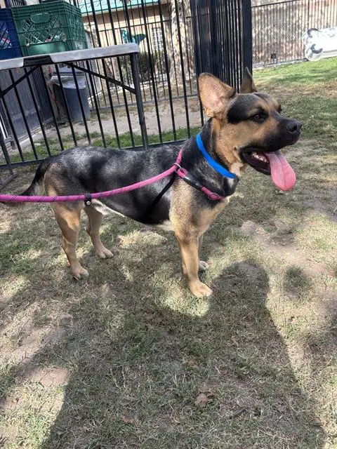 Jimbo - German Shepherd Dog