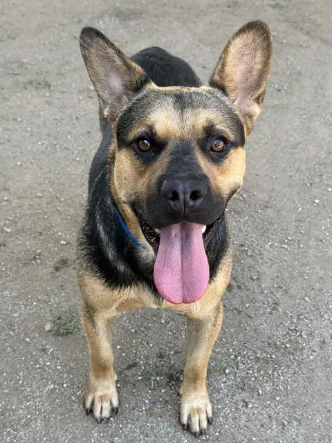 Jimbo - German Shepherd Dog