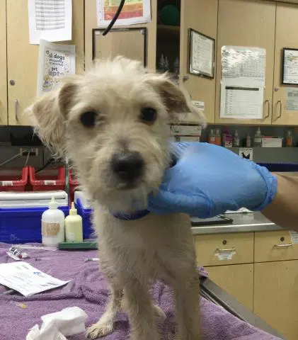 Peanut - Terrier