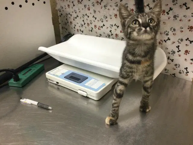 Fluffy - Domestic Short Hair
