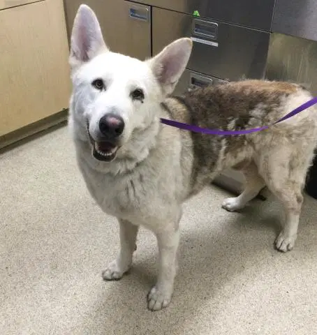 Albus - Siberian Husky
