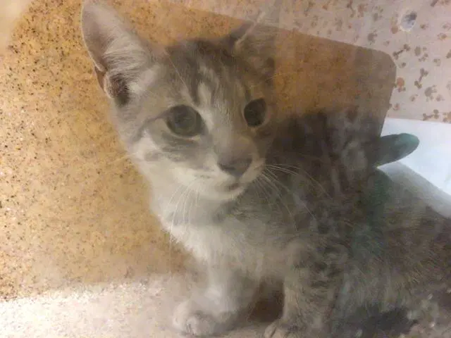 Plankton - Domestic Short Hair