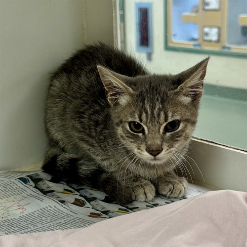 PLANKTON, a cat for adoption from Riverside County Animal Control - Riverside Shelter