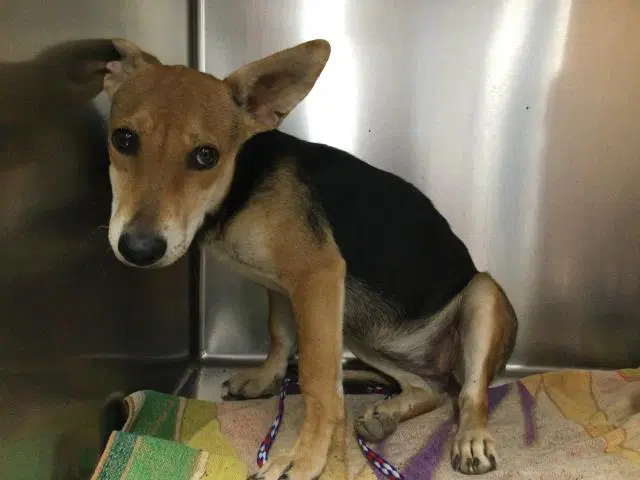 Tina - Chihuahua