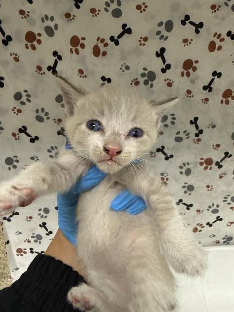 picture of the cat needing adoption