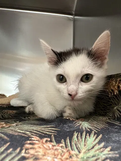 Snowflake - Domestic Long Hair