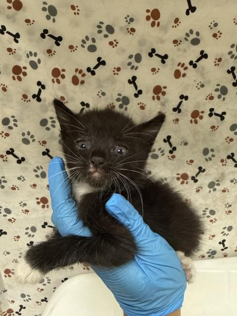picture of the cat needing adoption