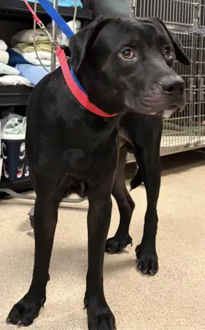 Cody - Labrador Retriever