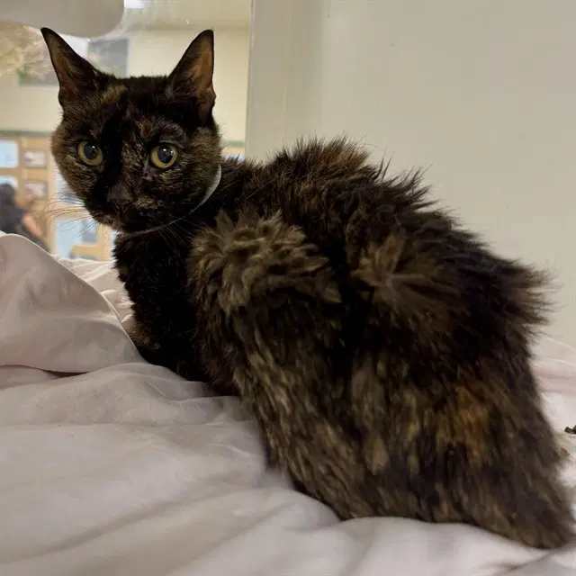 Butter - Domestic Short Hair