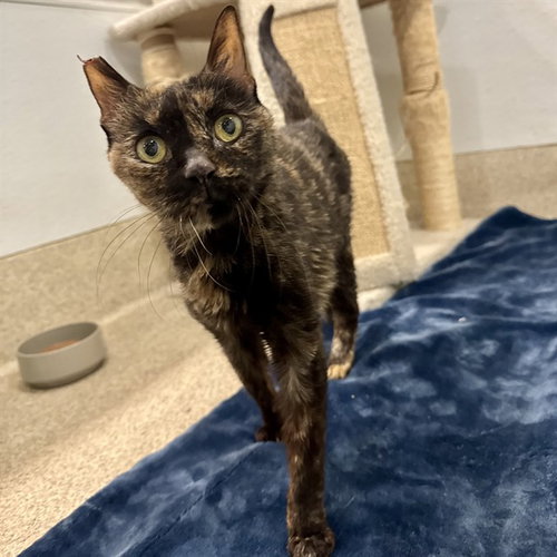 BUTTER, a cat for adoption from Riverside County Animal Control - Riverside Shelter