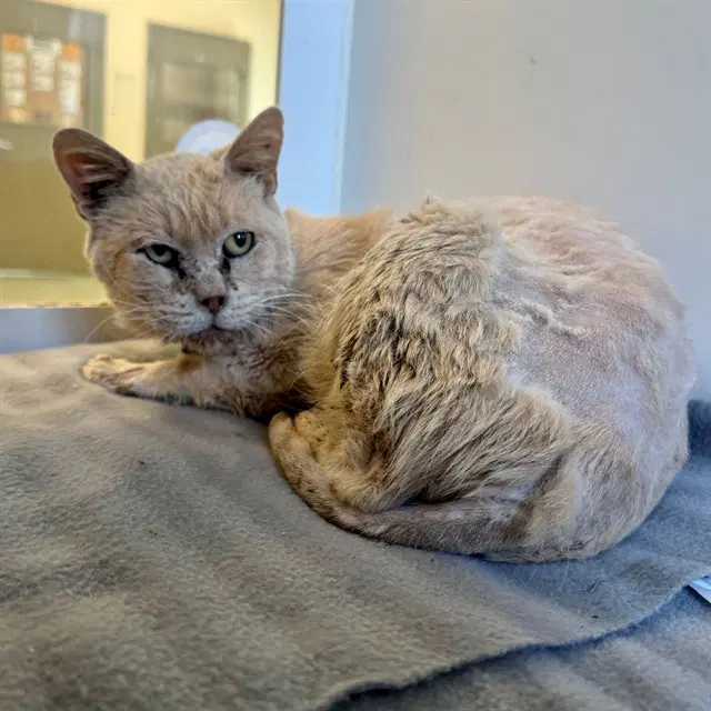 Steven - Domestic Short Hair