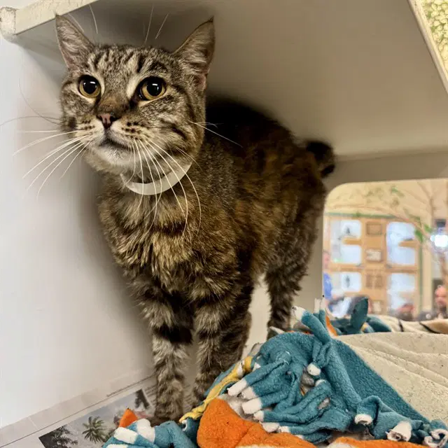 Felisha - Domestic Short Hair