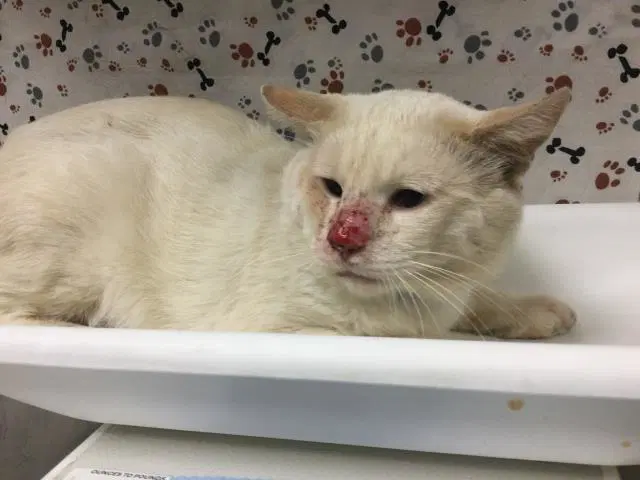 Bob-Daisy - Domestic Short Hair