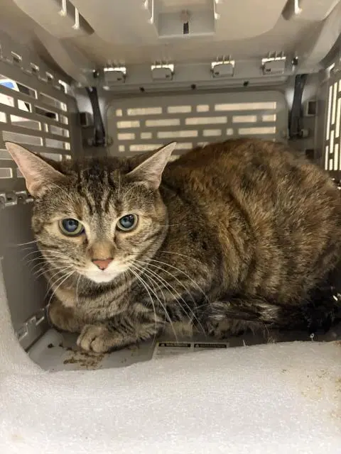 Lola - Domestic Short Hair