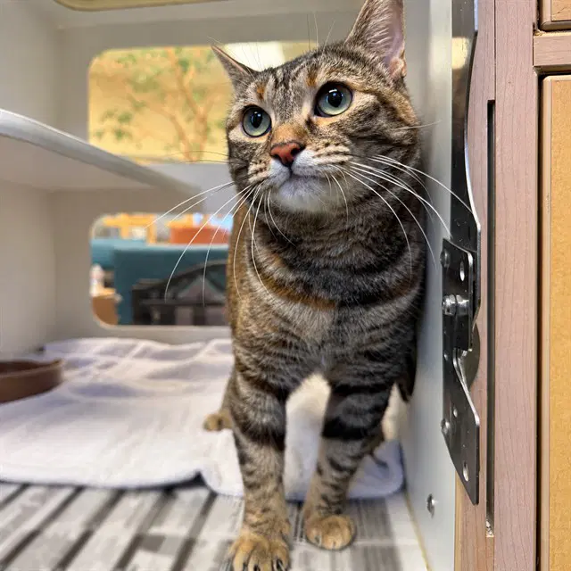 Lola - Domestic Short Hair