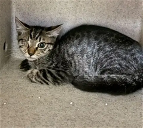 Stew - Domestic Short Hair