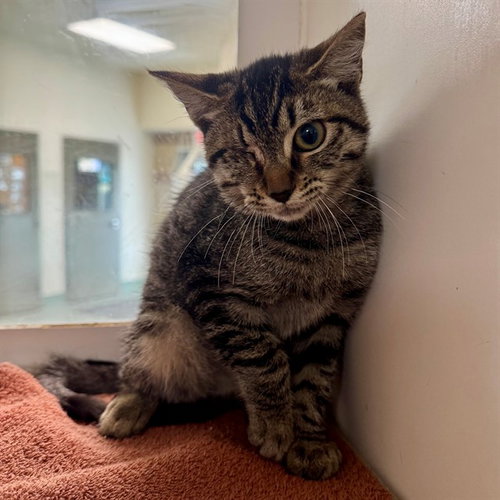 STEW, a cat for adoption from Riverside County Animal Control - Riverside Shelter