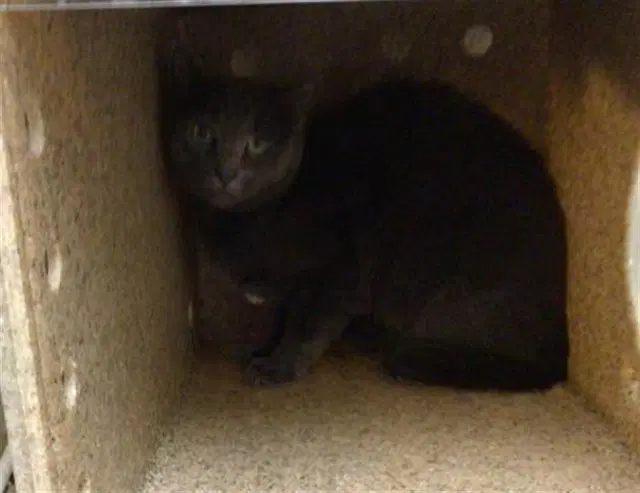 Pookie - Domestic Short Hair