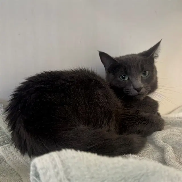 Pookie - Domestic Short Hair